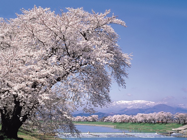 ゆと森倶楽部 近隣の桜の名所