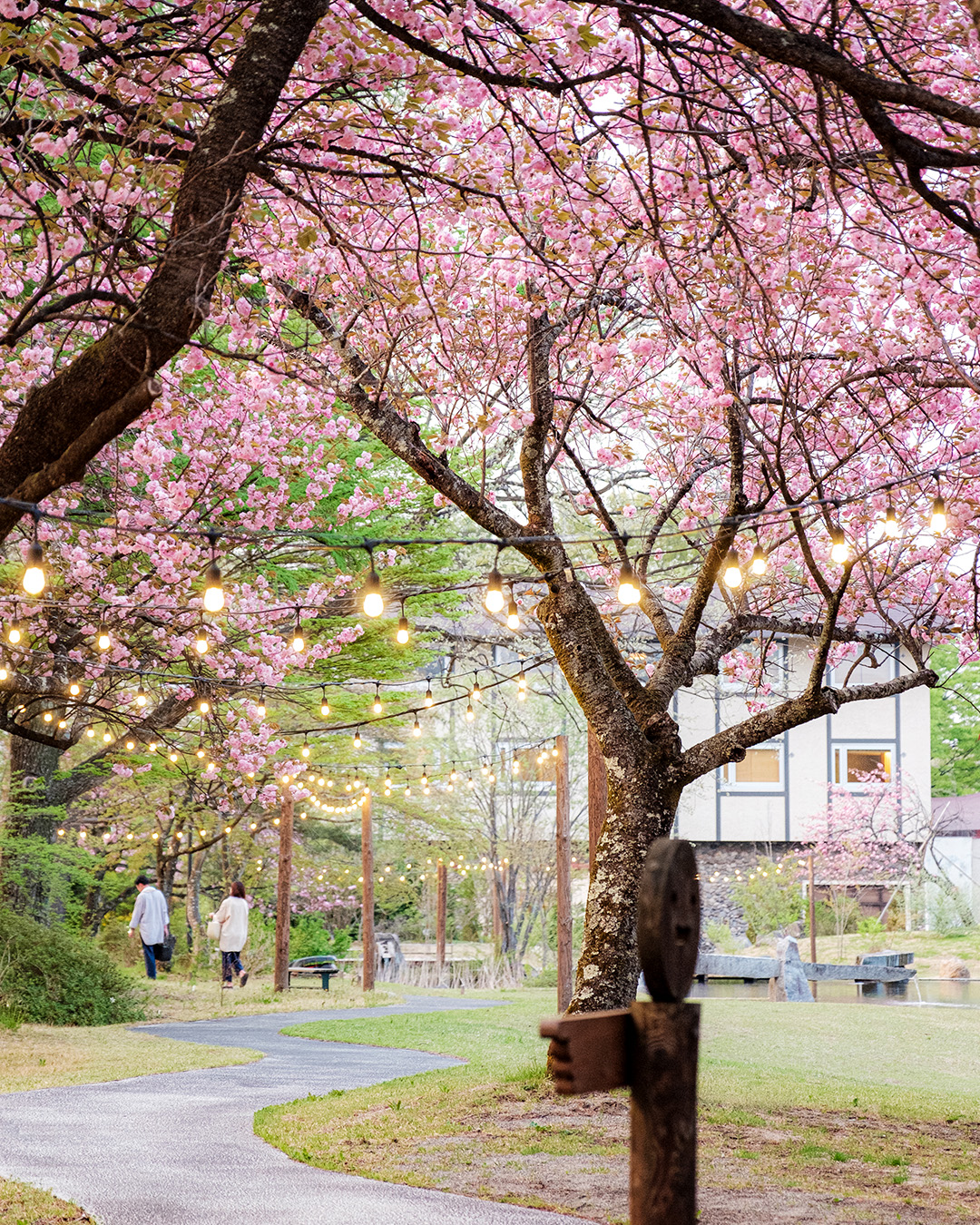 春のこと、桜のこと。